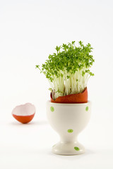 the egg with growing cress