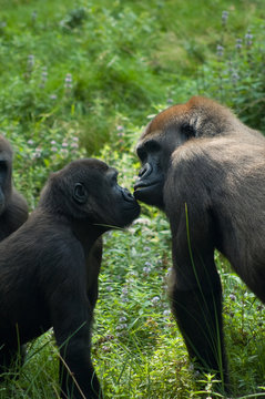 gorillas in love