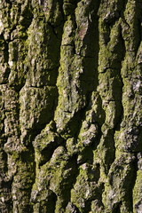 bark texture