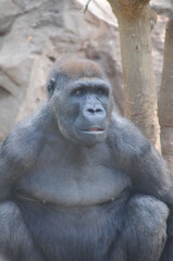 gorilla