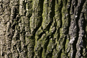 bark texture