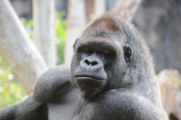 gorilla