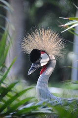 Fototapeta premium vogel
