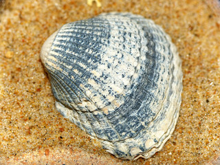 Muschel - seashell