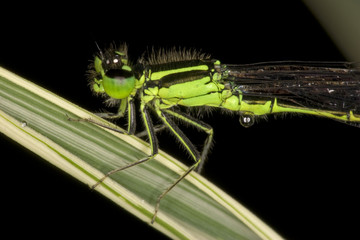 Green Darner