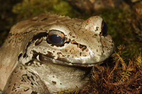 Smokey jungle frog 