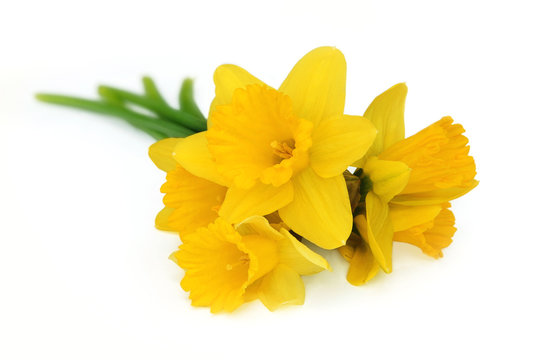 bouquet of yellow narcissus