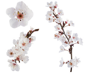 Plum-tree flowers. Design elements isolated on white.