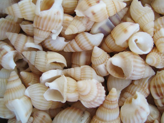 muscheln