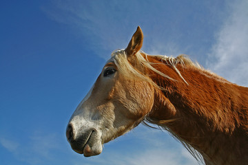 Haflinger