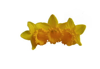 Fototapeta premium daffodil