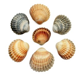 Bunch of exotic seashells, isolated on white