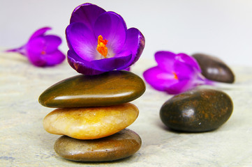 Obraz na płótnie Canvas Małe purpurowe kwiaty i gładkie kamienie, rzeki
