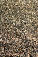 Burnt reed