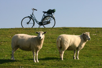 Schafe mit Fahrrad