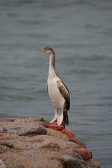 Cormorano