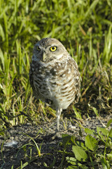 Kleine Eule auf Rasen