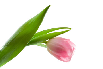 single tulip