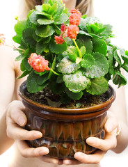 beauty indoors plant with hands