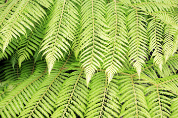 Fern closeup