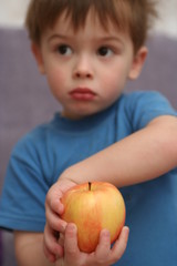 Fototapeta premium Yellow apple in hands of the child