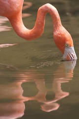 Pink Flamingoes
