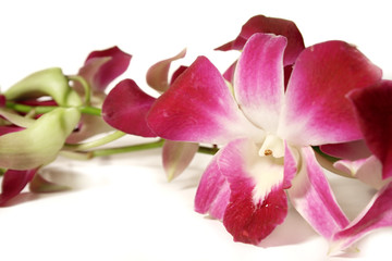 Fototapeta na wymiar Orchid on white