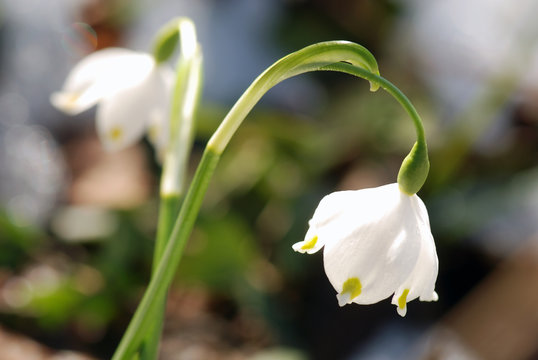fiore di primavera