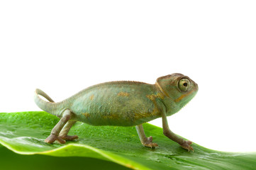 Chameleon. Isolation on white
