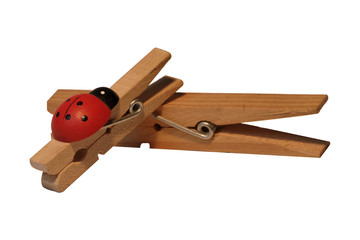 Coccinelle