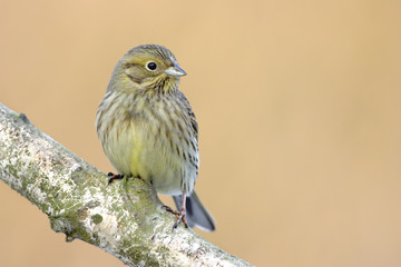Emberiza citrinella