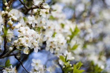 Plum blossom