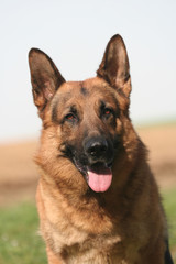 portrait berger allemand