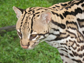 Fototapeta premium Tigerkatze, Leopardus wiedii, Felidae Familie. Amazonas Regenwald, Brasilien