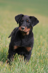chiot beauceron