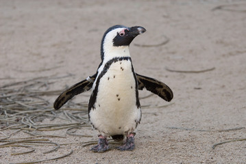 Fototapeta premium cute penguin