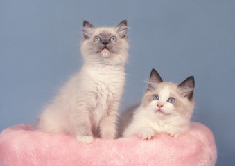 Chatons Ragdoll