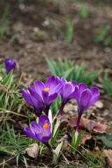 purple crocus in garden