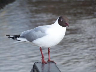 River Gull