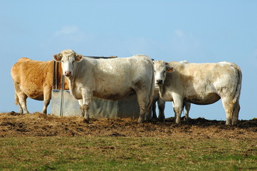 vaches à l'abreuvoir