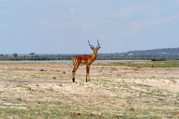 Naklejka premium Single Impala at Chobe Riverfront, Botswana