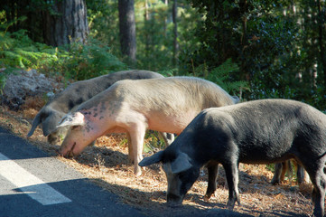 Corse, cochons sauvages