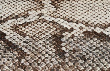 Naklejka premium Snake skin