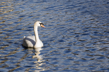 cygne