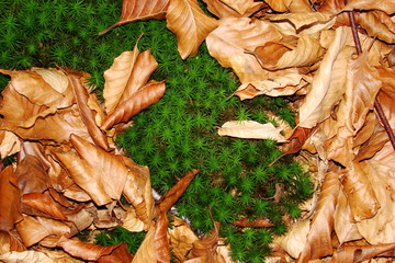 Polytric et feuilles mortes,Aisne,Picardie