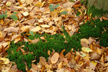 Polytric et feuilles mortes,Aisne,Picardie