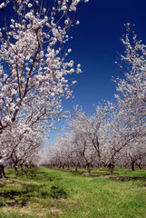 Fototapeta premium White Almond Blossoms