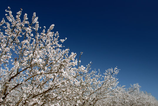 White Almond Blossoms