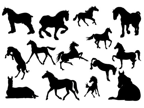 silhueta de cavalos, vector, illustração
