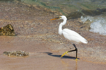 Walking Egret